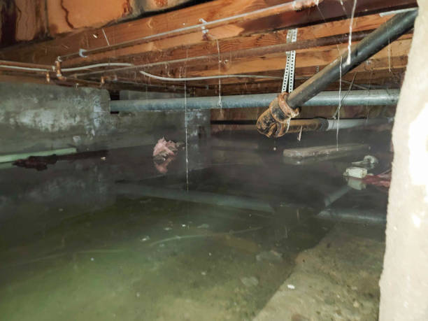 Best Flooded house restoration  in Stevensville, MT