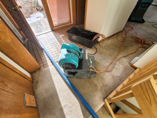 Best Water damage cleanup near me  in Stevensville, MT